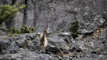 Munzur Vadisi’ndeki yaban hayvanları ve doğal ortamları