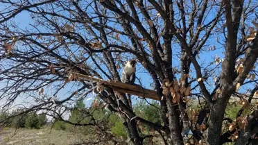 Maymunun koruma altına alındığı an