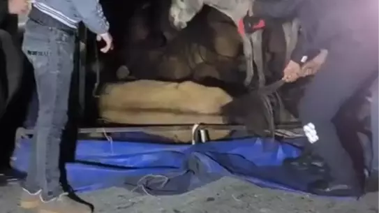 Devrilen kamyonetin kasasından dışarı çıkan yaralı eşekler