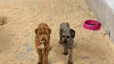 Köpeklerin sahiplendirme töreni