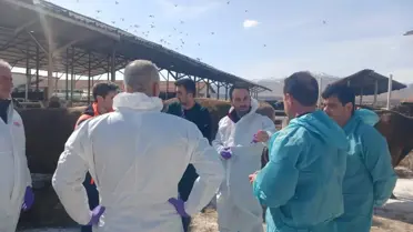 Şap hastalığı tespit edilen hayvanlar