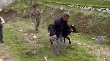 Siirt’te Polis Memuru Kaçan Buzağıyı Derede Yakalamayı Başardı