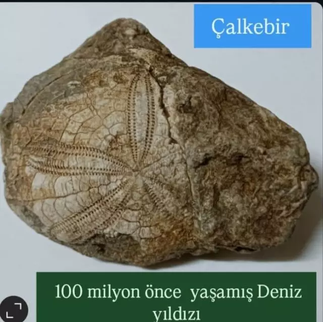 Deniz yıldızı fosili detayları