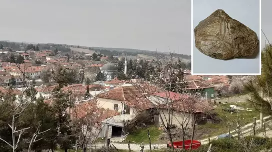 Baklan’da Milyon Yıllık Deniz Yıldızı Fosili Keşfi Bilim Dünyasını Heyecanlandırdı