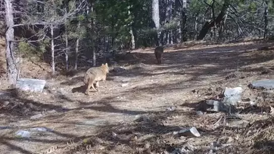 Bursa Ormanlarında Çakallar Fotokapanlarda Görüldü: Doğal Yaşamın İzleri
