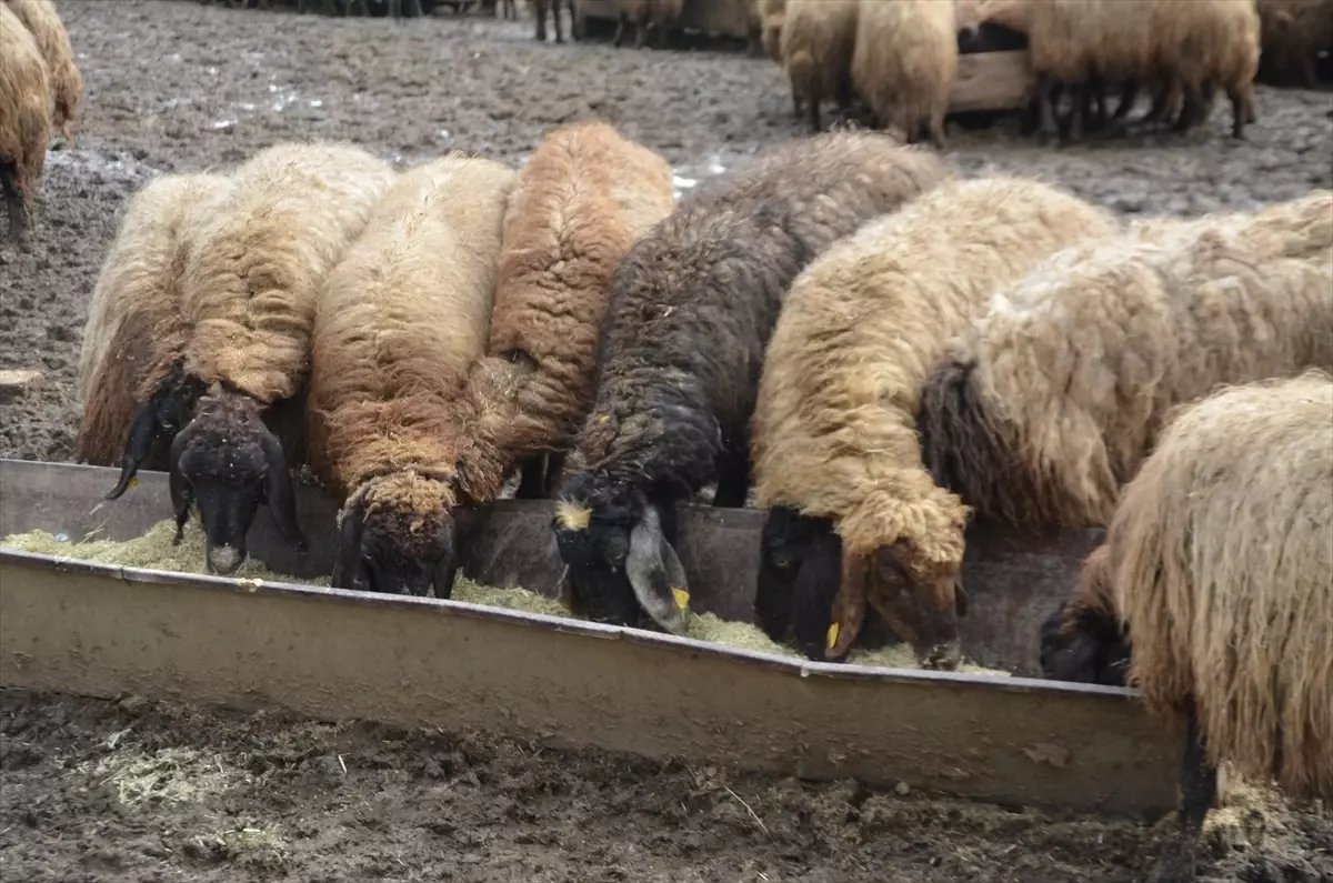Muş’ta Donmuş Günlerde Besicilerin Mücadelesi
