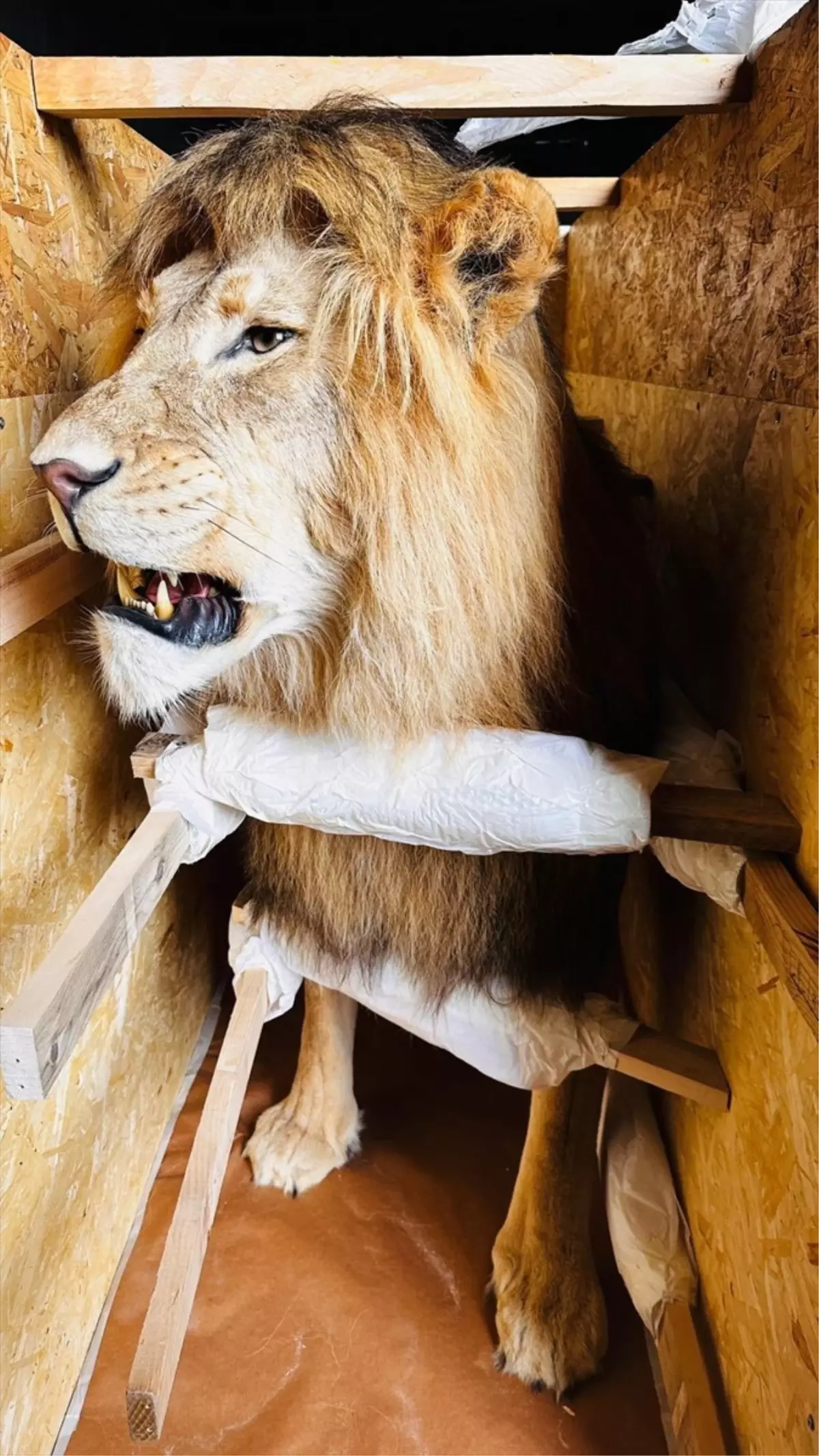 Trabzon Limanı'nda Yaban Hayvanı Kaçakçılığına Yönelik Büyük Operasyon