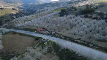 Badem ağaçlarının çiçekli görüntüsü