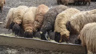 Besicilerin kış çalışması