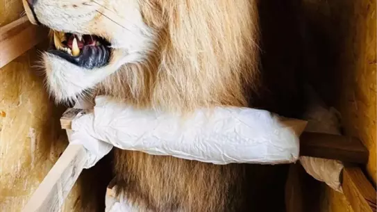 El konulan kargo ve denetim ekipmanları