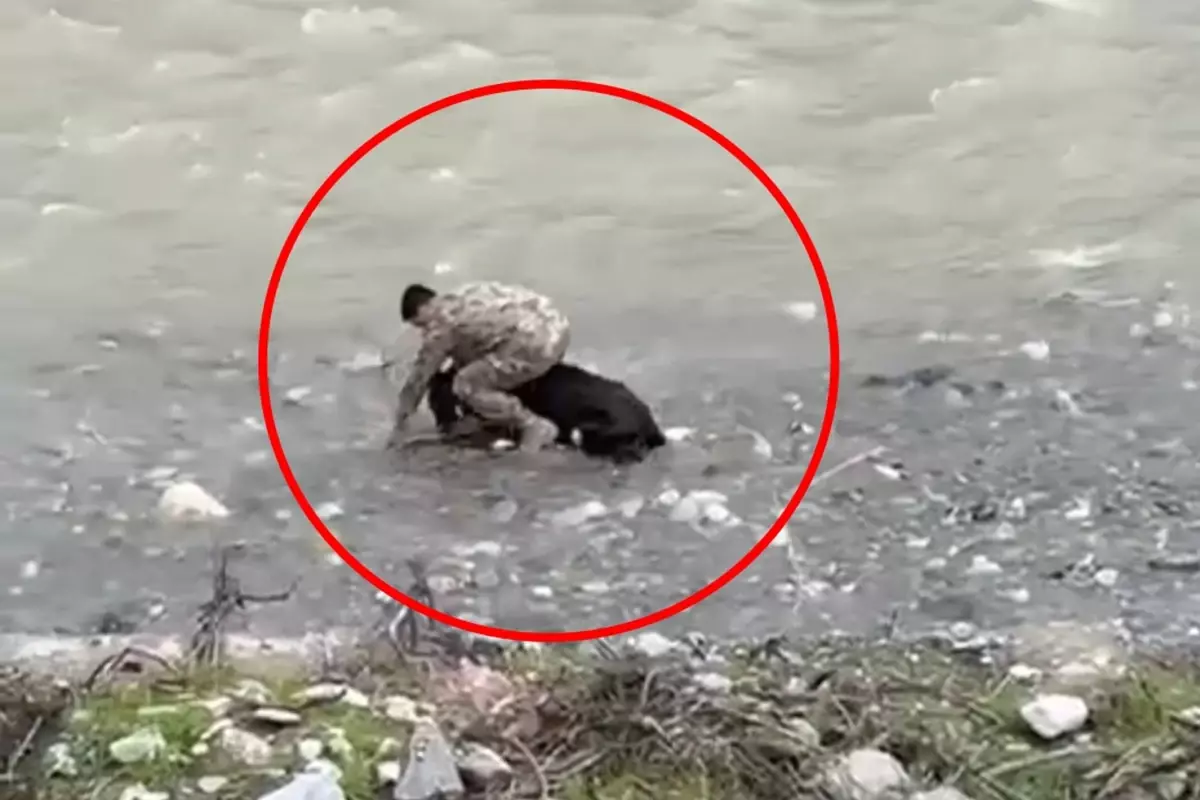 Polis memurunun hızlı müdahalesi: Kaçan buzağı Siirt'te yakalandı