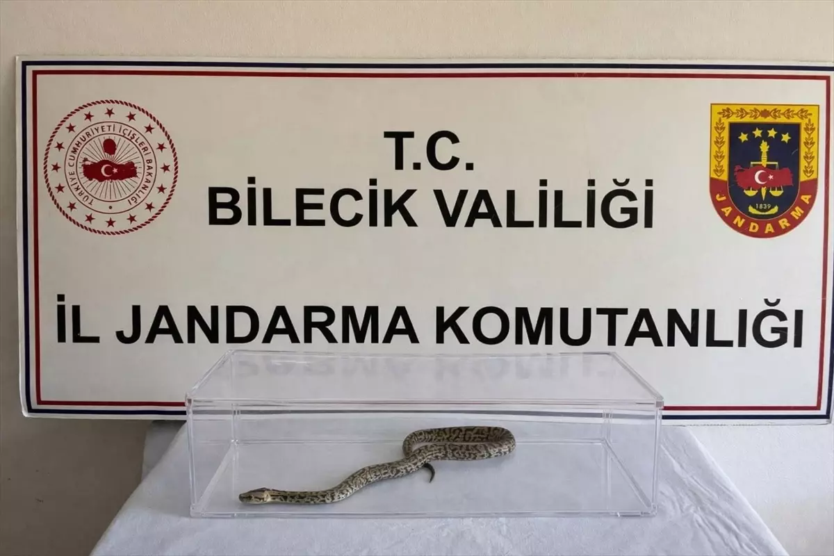 Bilecik’te bir evde bulunan nesli tehlike altındaki piton