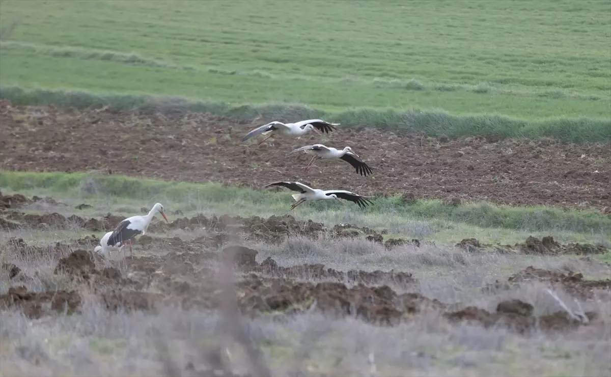 Vize’de Göçmen Leylekler Dinlenme Noktasına Dönüştü
