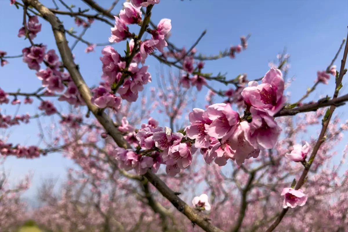 İzmir Selçuk’ta Şeftali Ağaçları Baharı Karşılıyor: Pembe Çiçekler Verimi Artırıyor