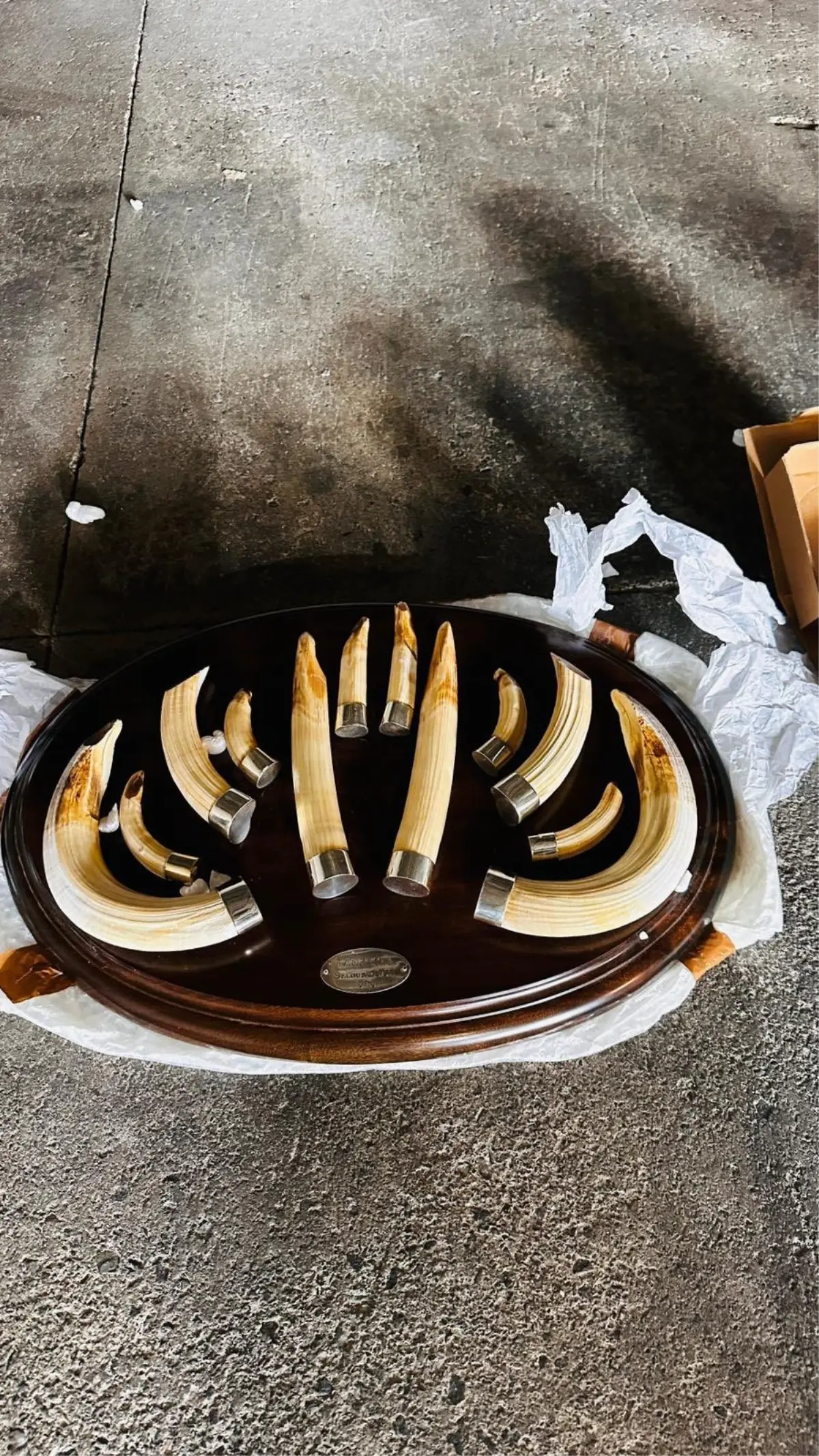 Trabzon Limanı'nda 19 Yaban Hayvanı Trofesi Gümrükte Ele Geçirildi