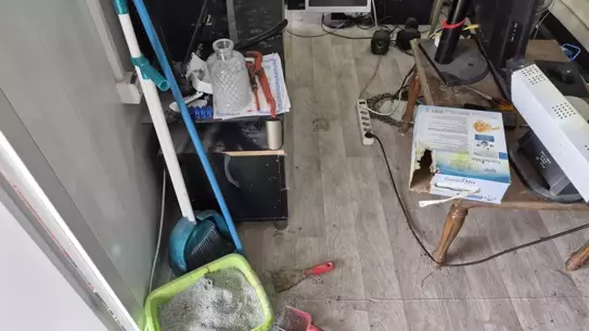 Kurtarılan kedi ve köpekler