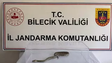 Bilecik’te Nesli Tükenmekte Olan Piton Operasyonu: 3 Şüpheli Gözaltında