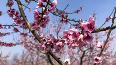 Şeftali ağaçlarının pembe çiçekleri