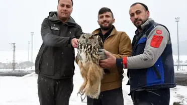 Kars’ta Bulunan Yorgun Kulaklı Orman Baykuşu Başarıyla Tedavi Edildi ve Doğaya Serbest Bırakıldı
