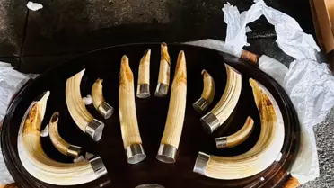 Ele geçirilen yaban hayvanı trofelerinin fotoğrafı