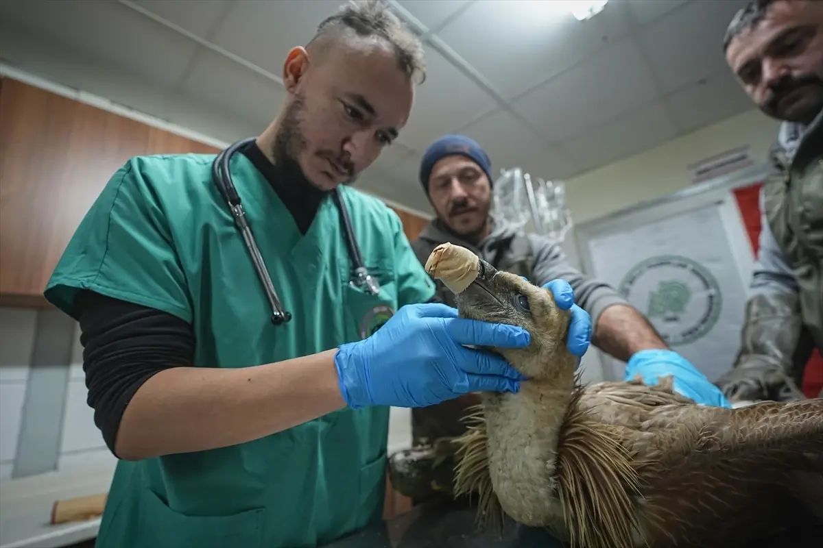 İnegöl'de Yaralı Kızıl Akbaba Karacabey Rehabilitasyon Merkezine Nakledildi