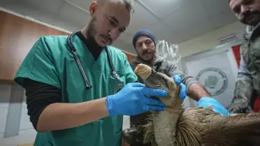 Kızıl akbaba Karacabey’de tedavi görürken