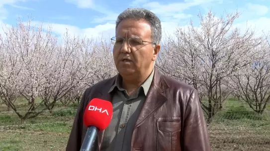 Malatya’da 9 Milyon Kayısı Ağacı Çiçek Açtı: Verim Artışı ve Bakım Çalışmaları Başladı