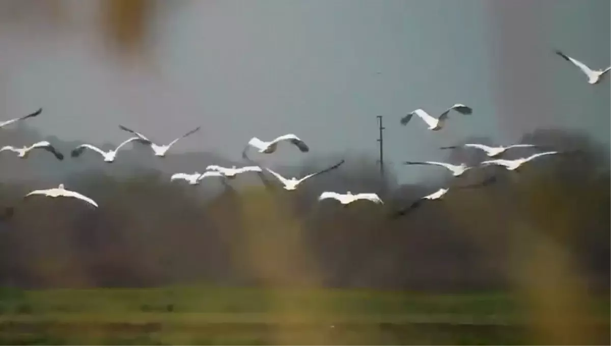 Boğazköy Barajı'nda pelikanlar