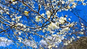 Adana’nın Saimbeyli İlçesinde İlk Bahar Çiçekleri Görüntülendi