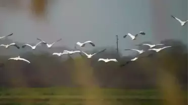 Boğazköy Barajı'nda Pelikan Gösterisi Doğa Tutkunlarını Büyülüyor