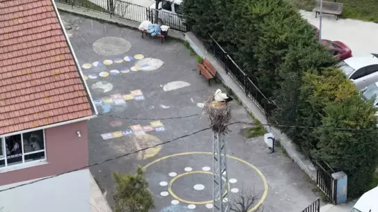 İstanbul’da Nisan’da Leylek Şöleni: Afrika’dan Gelen Göçmen Kuşlar Geri Döndü