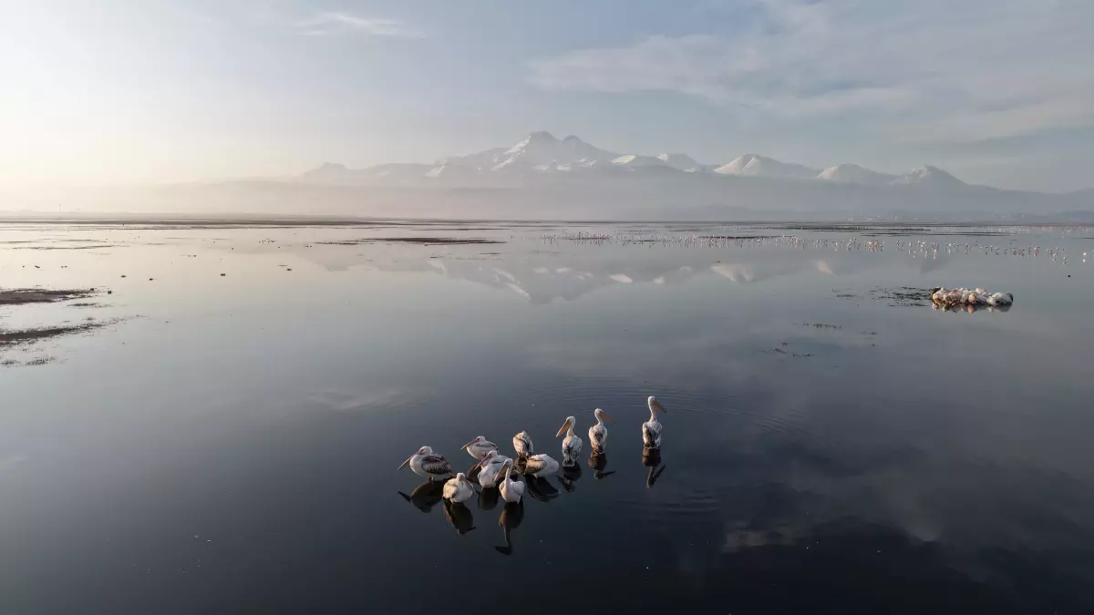 Kayseri Hürmetçi Sazlığı'nda İlk Pelikan Kafilesi Görüldü