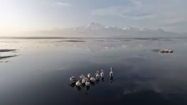 Kayseri'de pelikanların su üzerindeki görüntüsü