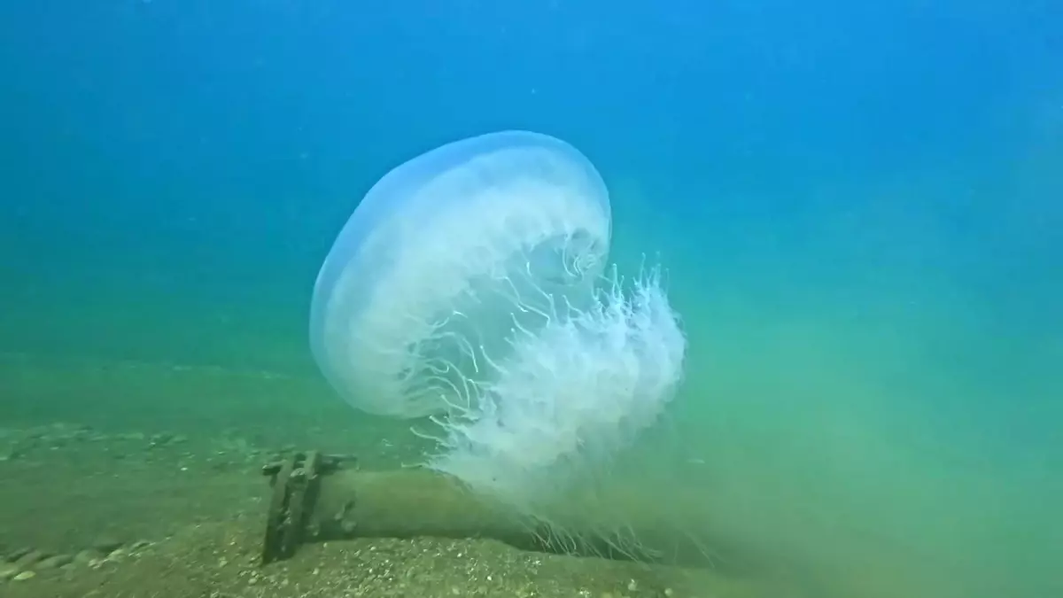 Antalya Körfezi'nde Denizanaları Sahile Yöneldi: Balıkçı Ağları Tehlikede