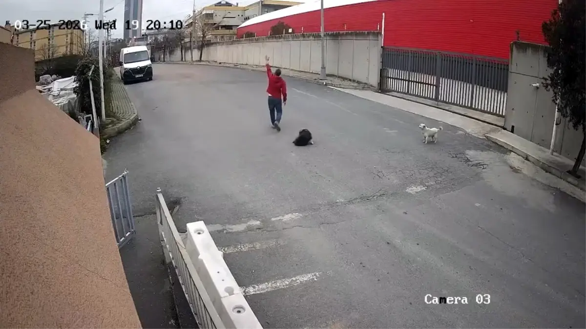 Avcılar’da Cip Sürücüsü Köpeği Ezdi: Olayın Detayları ve Yaralı Hayvanın Durumu