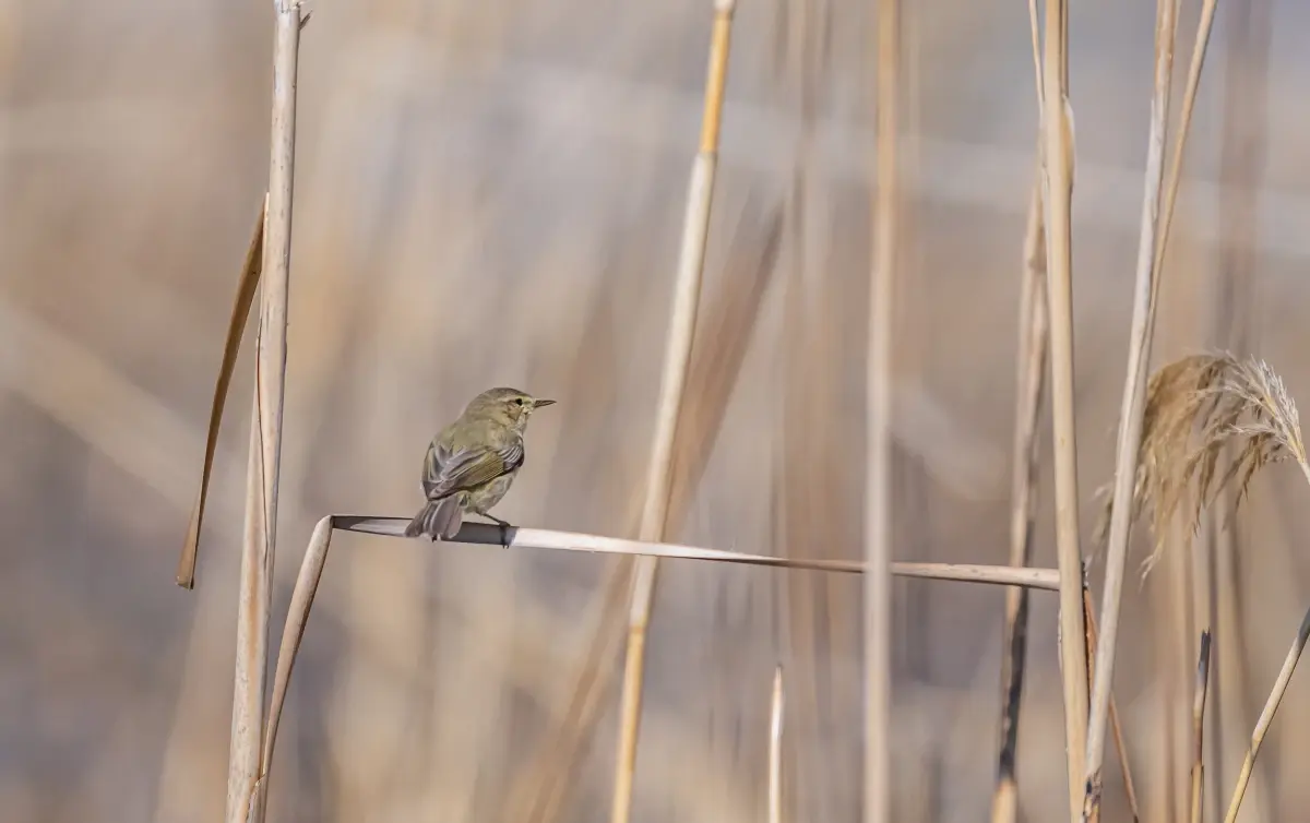 İskandinav Kökenli Çıvgın Kuşu Diyarbakır’da Beslenirken Görüldü