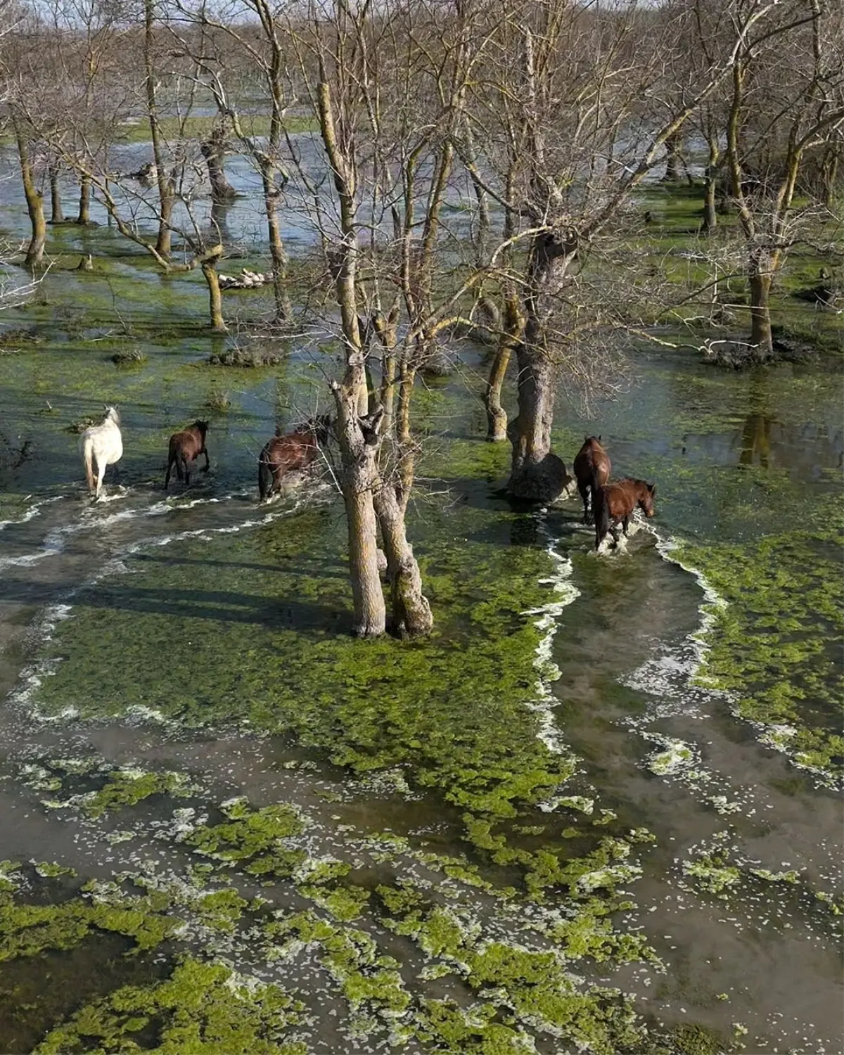 Samsun Kızılırmak Deltası'nda Yılkı Atları Drone ile Keşfedildi