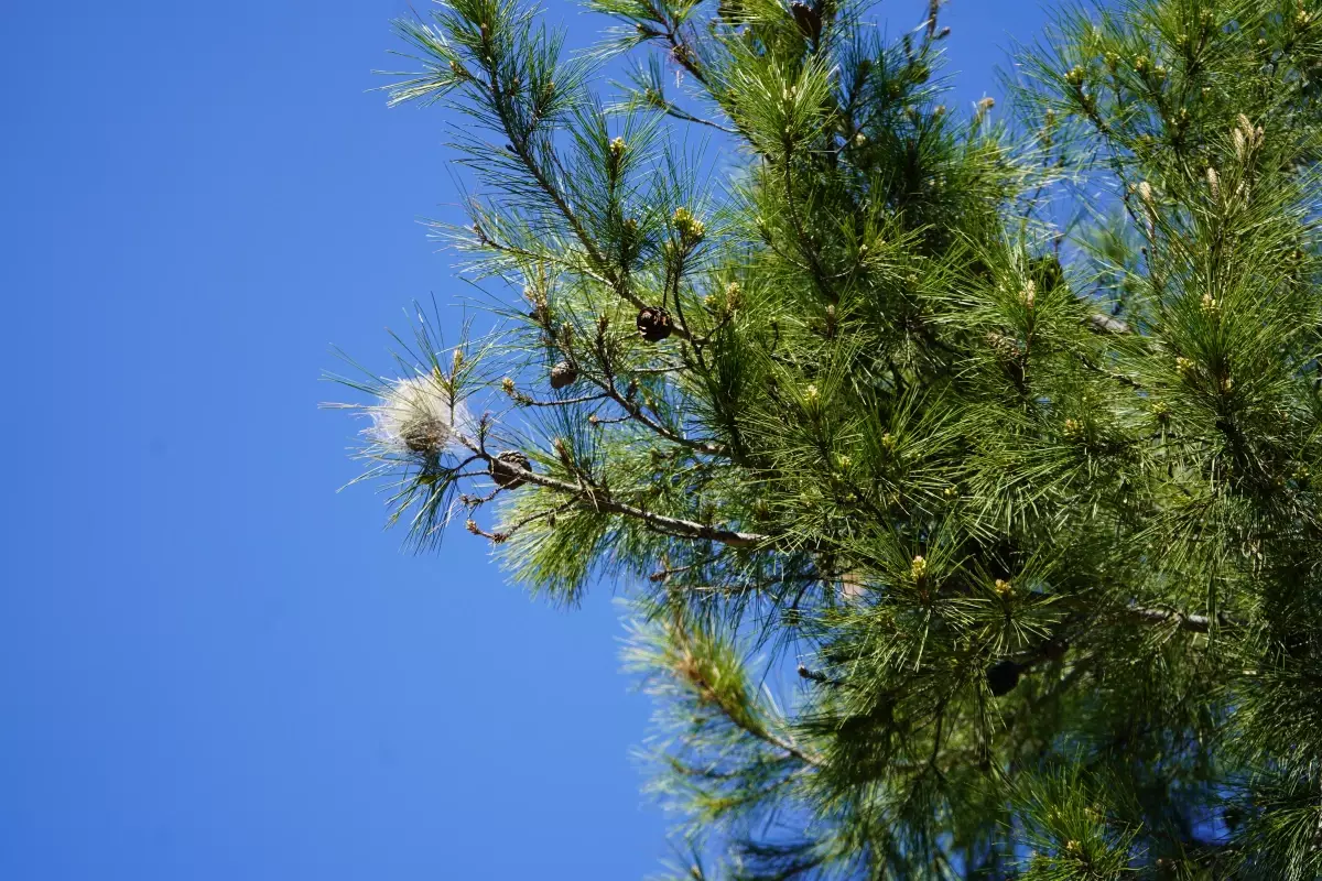 Antalya’da Çam Kese Tırtılı Nüfusu Artıyor: Alerji ve Orman Sağlığına Tehdit