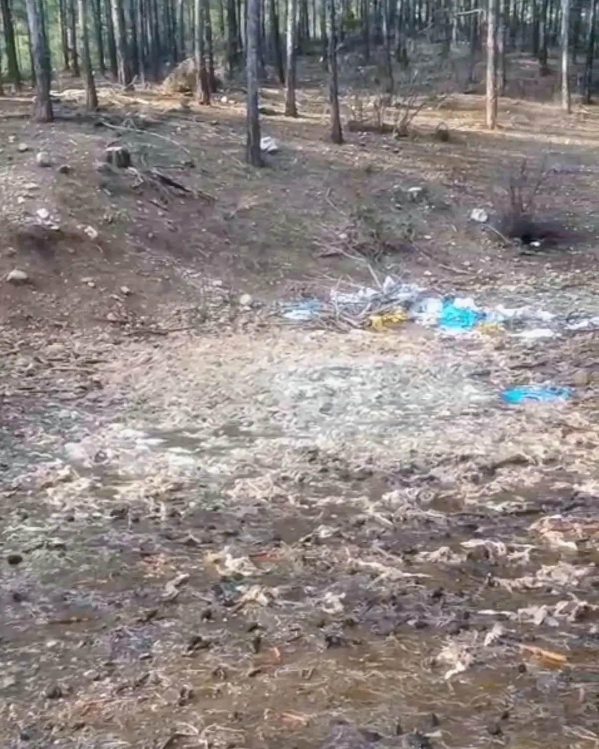 Tarsus Ormanına Yüzlerce Ölü Tavuk Atıldı: Halk İmha Talep Ediyor