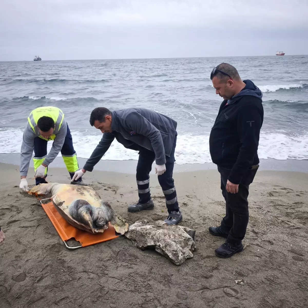 Tekirdağ Sahilinde Ölü Caretta Caretta Kaplumbağası Tespit Edildi