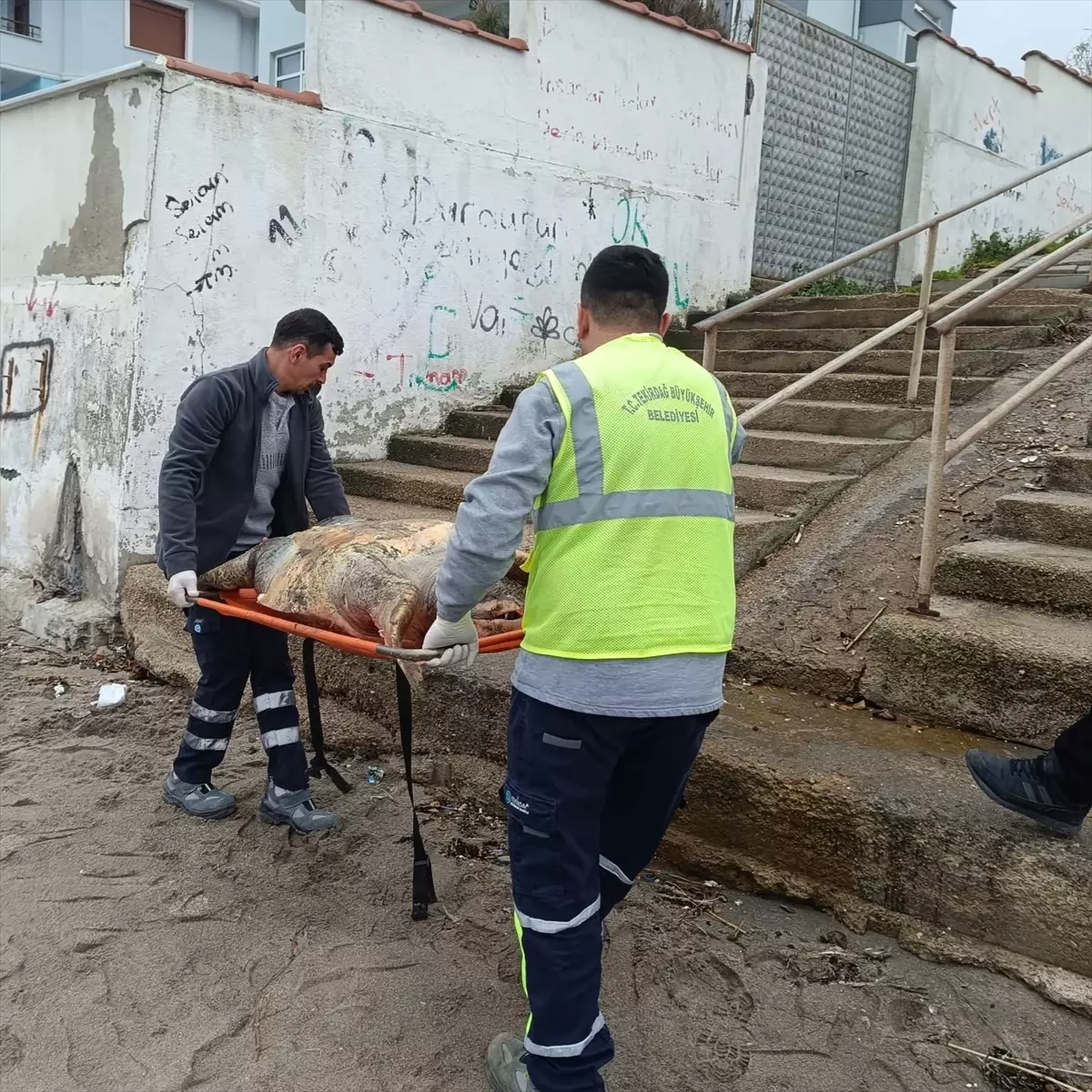 Tekirdağ'ın Barbaros Mahallesi'nde Ölü Caretta Caretta Kaplumbağası Şok Etkisi