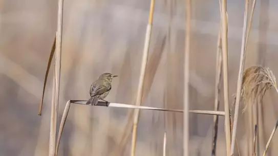 Çıvgın kuşunun Diyarbakır’da beslenmesi