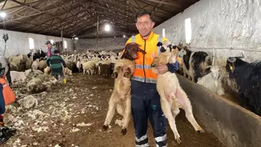 Kars'ta yün kırkımı sahası