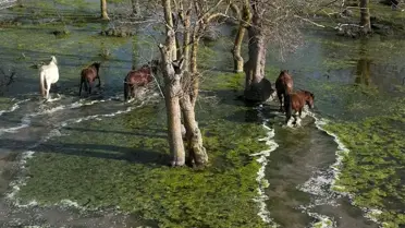 Drone ile çekilmiş yılkı atları