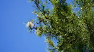 Çam kese tırtılı istilasıyla zarar gören çam ağacı