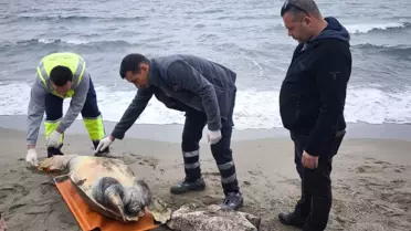 Caretta Caretta kaplumbağasının yakın çekim fotoğrafı