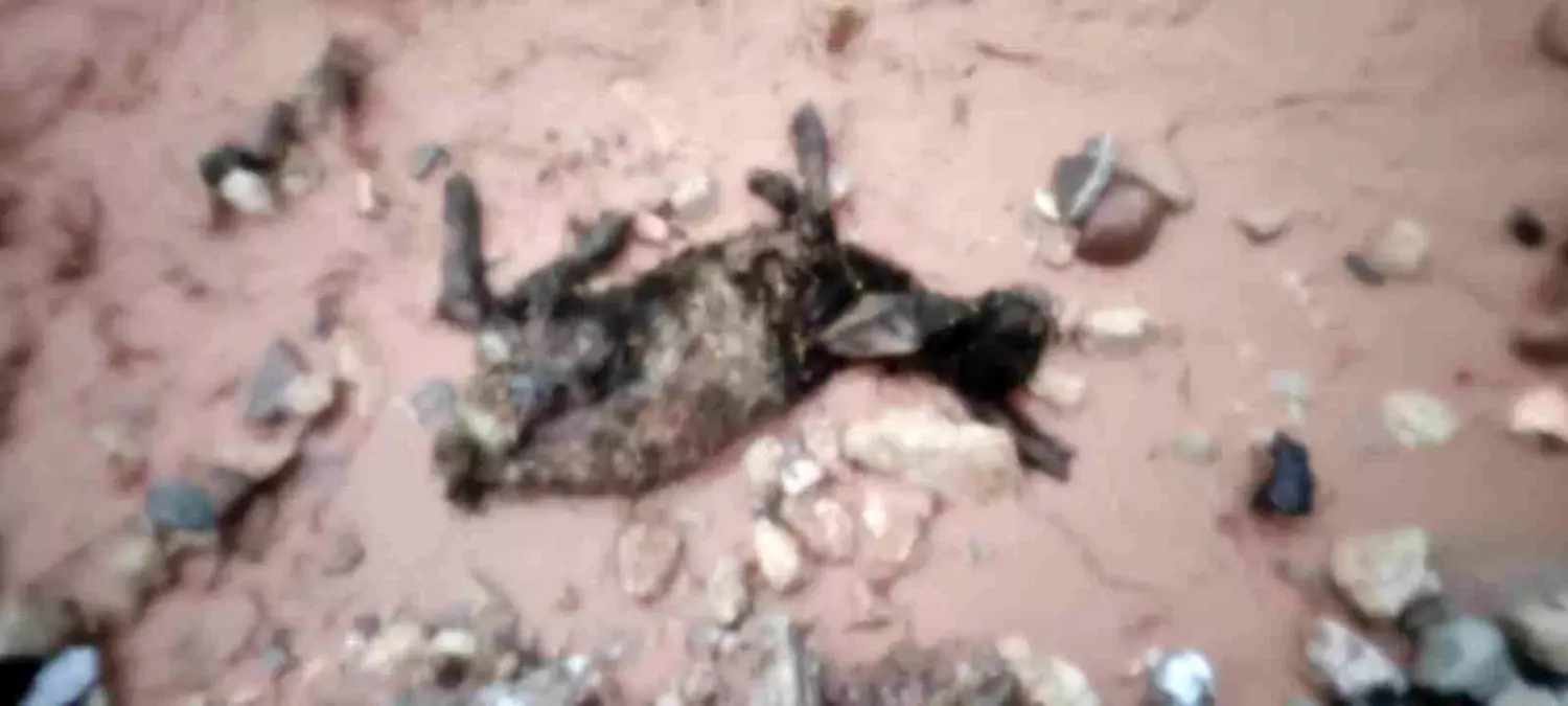 Şırnak Silopi'de Şiddetli Sağanak Göçer Kışlıklarını Yok Etti