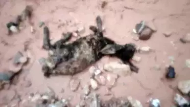 Sel sularında göçer hayvanları