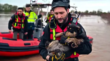 Kurtarılan köpekler suyun içinde