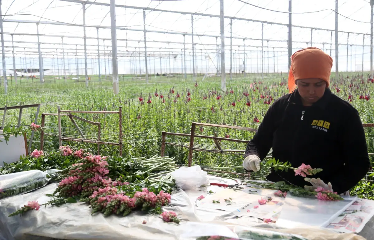 Antalya’dan Avrupa’ya Aslanağzı Çiçeği İhracatı Başladı